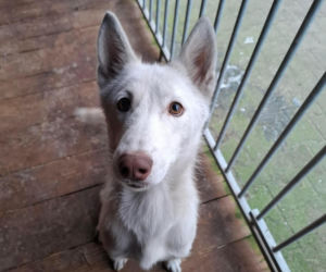 Piorun porzucony na drodze w Wigilię. Ta historia łamie serca