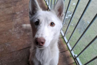 Piorun porzucony na drodze w Wigilię. Ta historia łamie serca