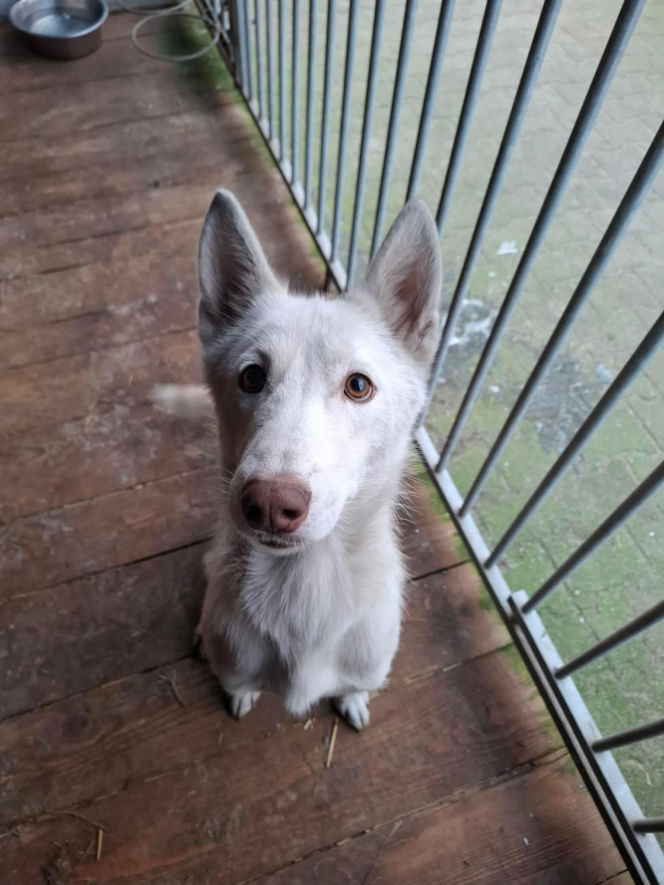 Piorun porzucony na drodze w Wigilię. Ta historia łamie serca