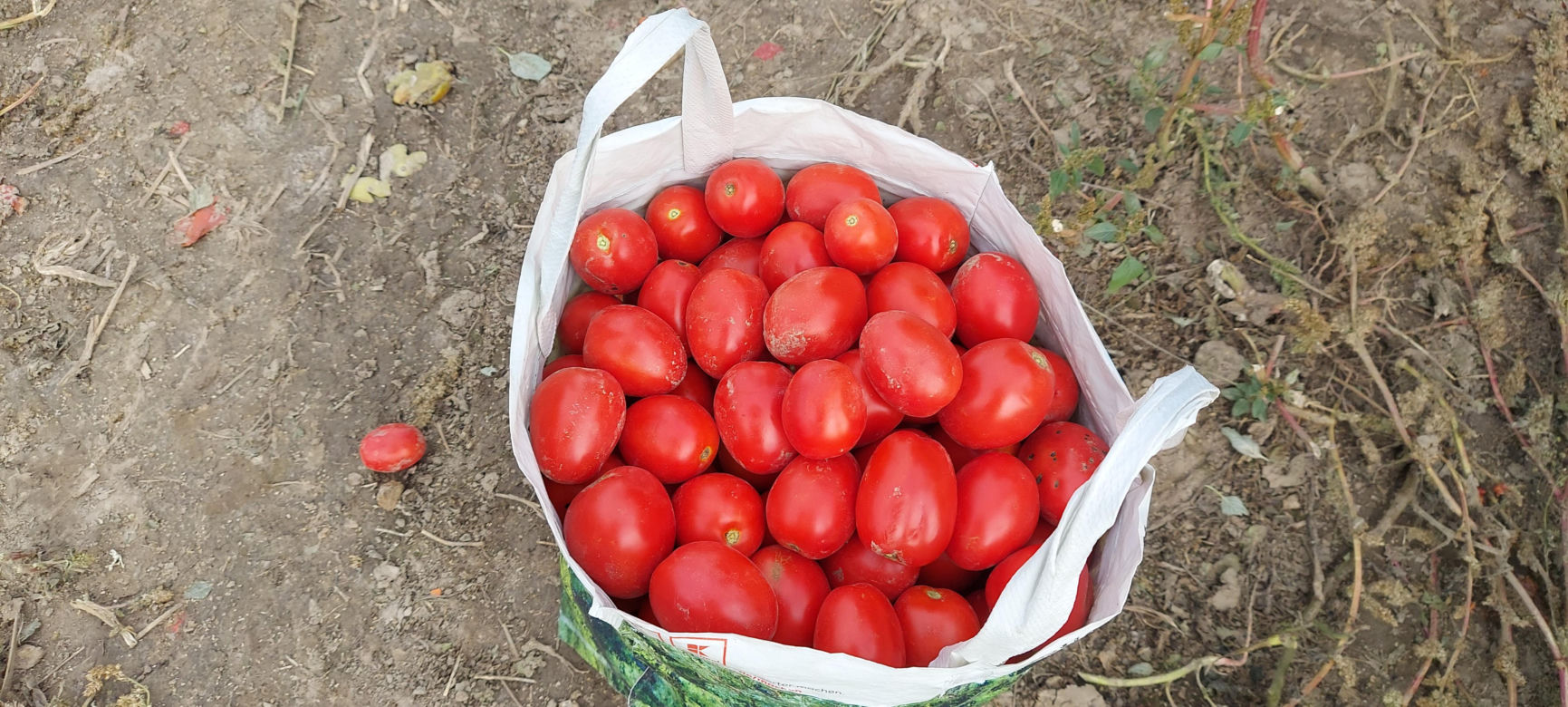 Samozbiory pomidorów na plantacji w Niewirkowie cieszą się powodzeniem