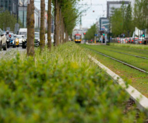 „Ale się wyciągnęła!”. Sprawdzamy, jak wygląda zasadzona w zeszłym roku miejska zieleń - ZDM Warszawa