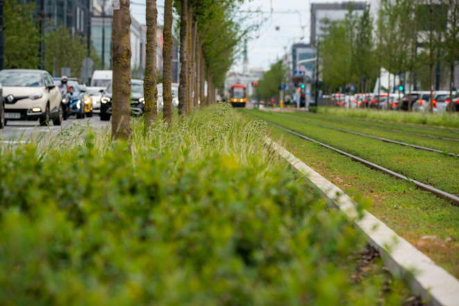 „Ale się wyciągnęła!”. Sprawdzamy, jak wygląda zasadzona w zeszłym roku miejska zieleń - ZDM Warszawa