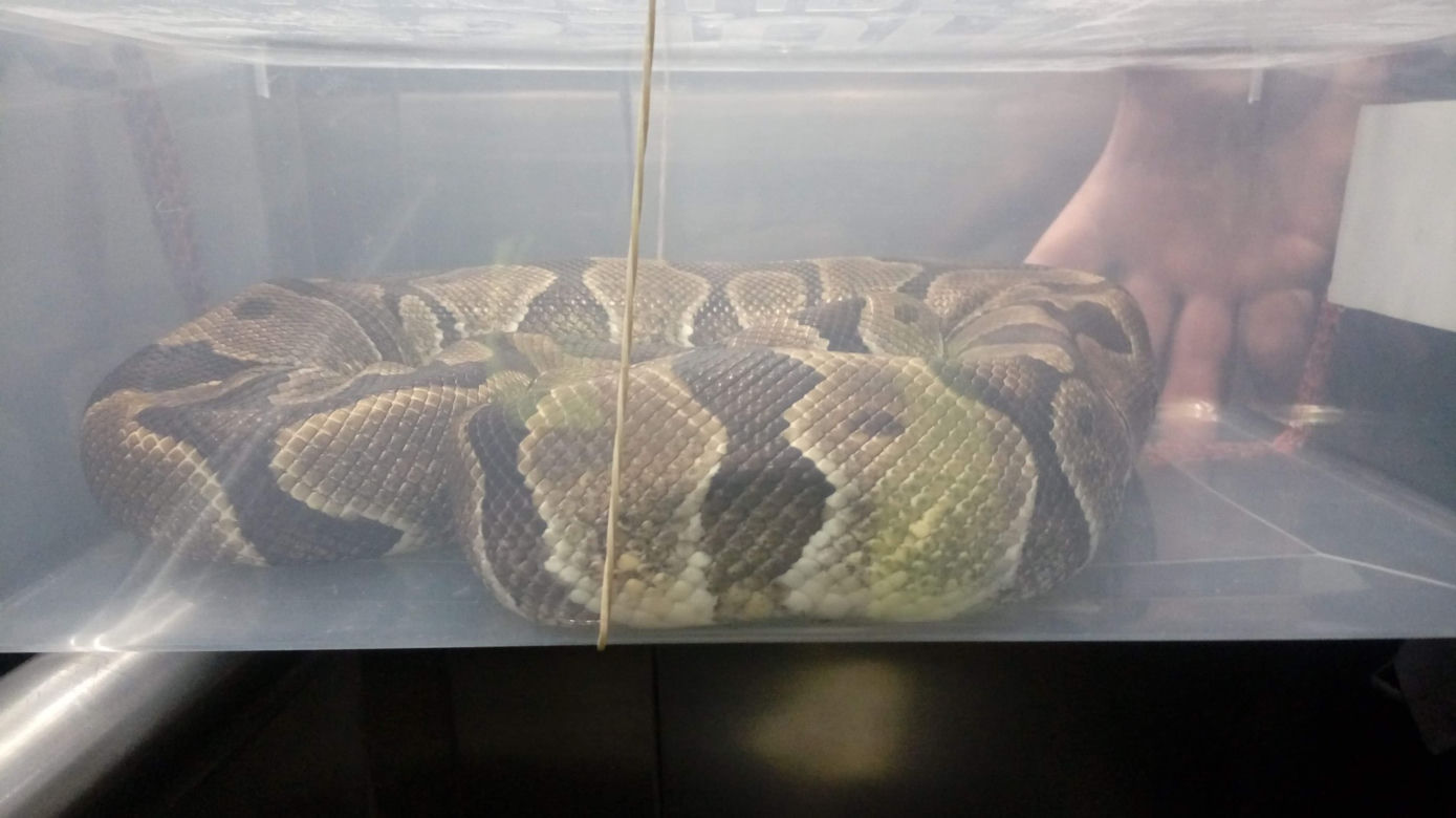 PYTON królewski w hotelowej toalecie! Skąd on się tam wziął?!