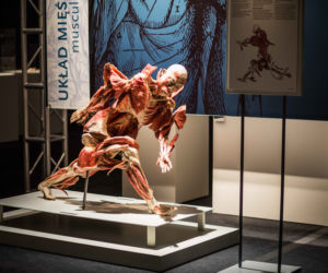 Bodies Revealed