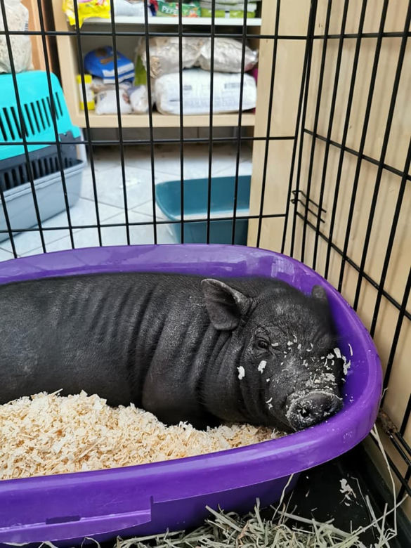Świnka "Pumba" zostawiona w oknie życia