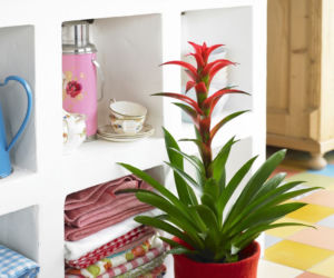 Guzmania