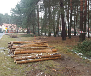 Na osiedlu Rejtana w Lesznie znów wycinane są drzewa. Będa też gdzie indziej