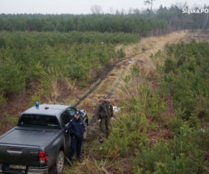 Śląskie: Coraz więcej przypadków kradzieży choinek z lasów. Będzie więcej patroli straży leśnej [ZDJĘCIA]