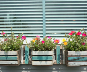 Portulaka wielkokwiatowa