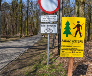 Maję zabiło spróchniałe drzewo w parku