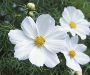 kosmos.jpg