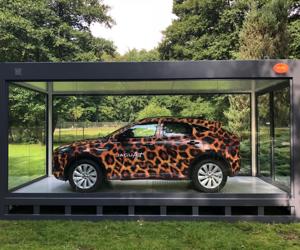 Jaguar w gdańskim zoo [ZDJĘCIA]