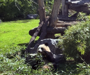 Pandy ZOO Berlin