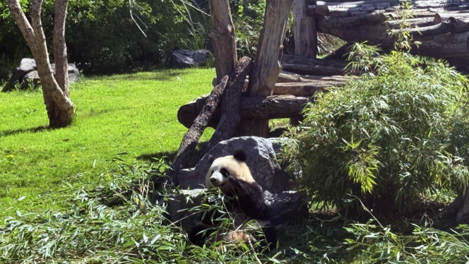 Pandy ZOO Berlin
