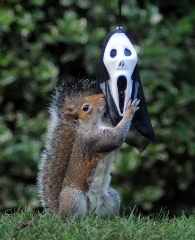 Halloween 2013