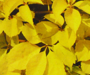 Winobluszcz pięciolistkowy 'Yellow Wall'