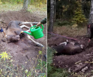 Młody łoś uwięziony w korzeniach brzozy. Do akcji wkroczył ciężki sprzęt