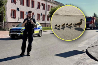 Niecodzienna interwencja w Dniu Matki. Policjant ruszył na pomoc... kaczkom!