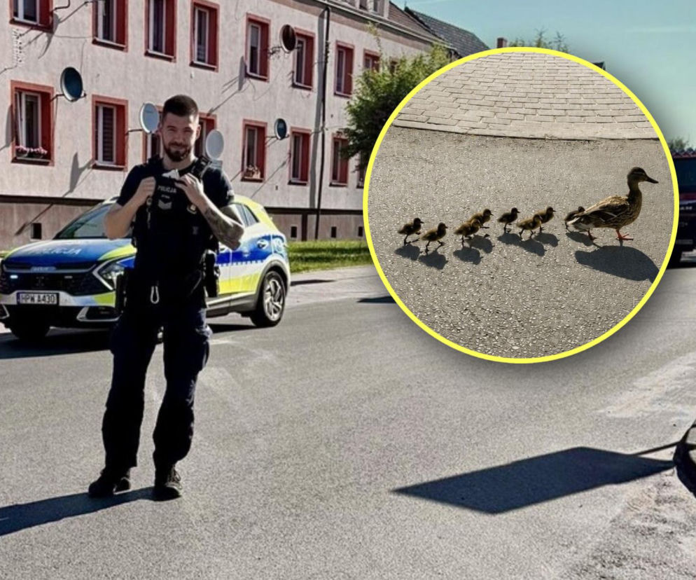 Policjant ruszył na pomoc... kaczej rodzince. Niecodzienna interwencja w Dniu Matki