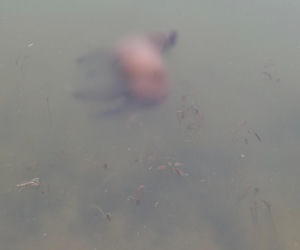 Koszmar w agroturystyce. Owce i daniele zagryzione, część zwierząt wrzucona do stawu!