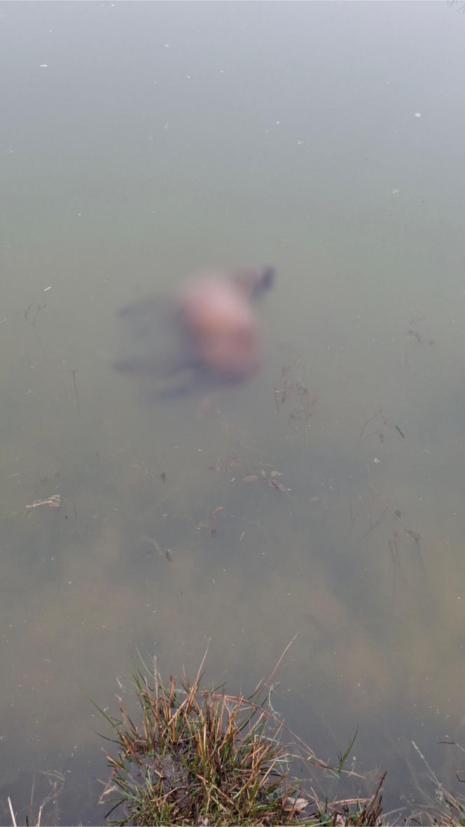 Koszmar w agroturystyce. Owce i daniele zagryzione, część zwierząt wrzucona do stawu!