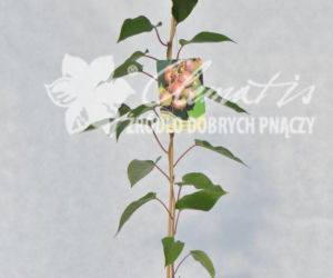 aktinidia