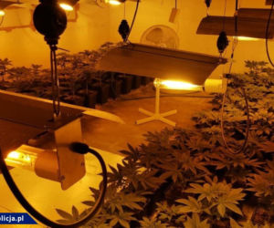 Wielka plantacja konopi zlikwidowana. Narkotyki były warte 90 mln złotych