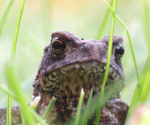 Nad Jeziorem Szmaragdowym rozpoczęła się miłosna wędrówka ropuch szarych