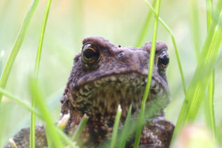 Nad Jeziorem Szmaragdowym rozpoczęła się miłosna wędrówka ropuch szarych