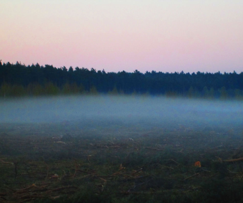 Puszcza Bydgoska spowita mgłą [ZDJĘCIE DNIA]