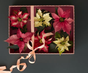 Mini poinsecje w pudełku