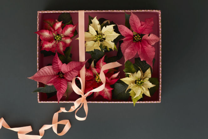 Mini poinsecje w pudełku