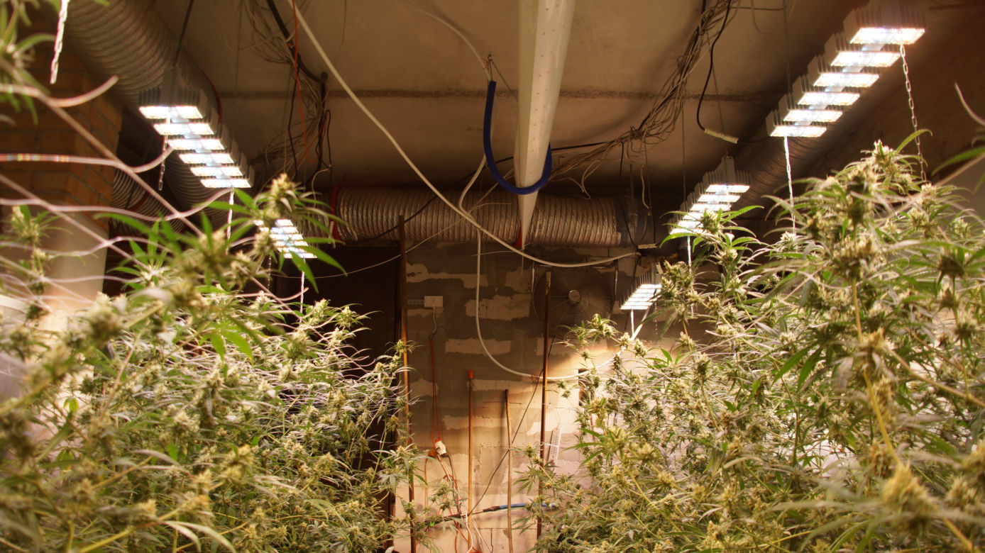 Marihuana o wartości ponad miliona złotych