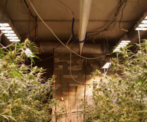 Marihuana o wartości ponad miliona złotych