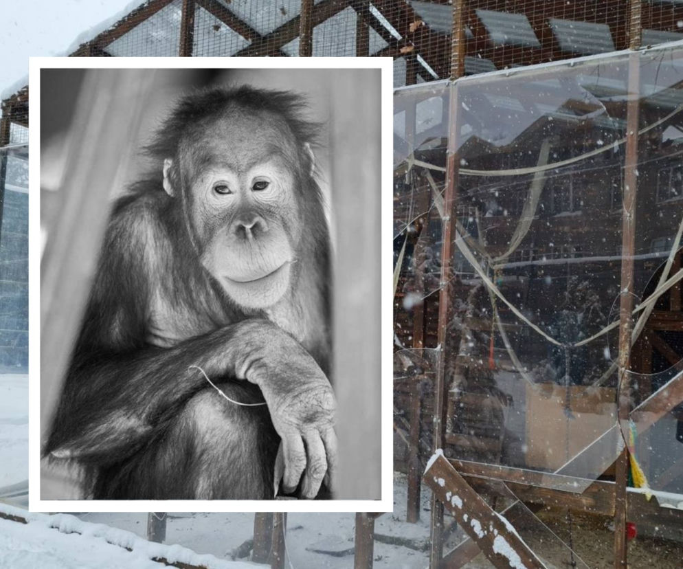 Ukraina. Rosjanie ostrzelali ZOO w obwodzie charkowskim. Mieszka tam ponad 300 gatunków zwierząt
