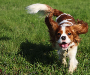 Cavalier king charles spaniel 