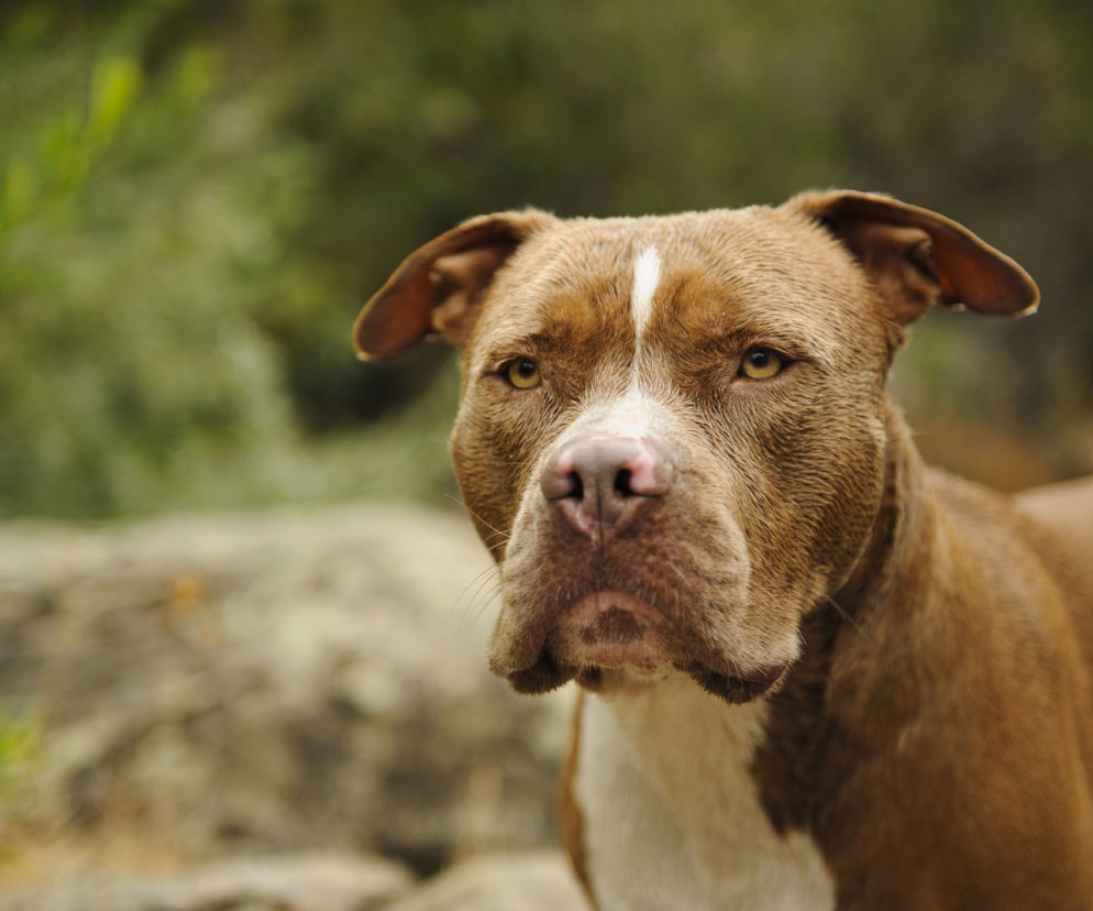 Pitbull