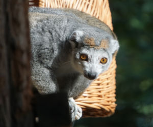 Lemury koroniaste we wrocławskim zoo