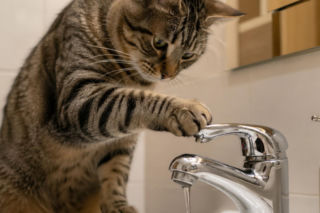 Nietypowa akcja w Świdniku. Koty odkręciły kran i zalał mieszkanie