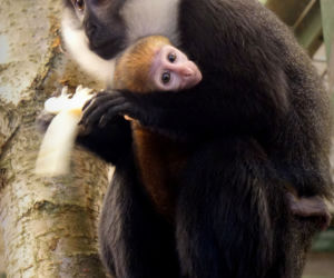 Afrykańska małpa, która lubi śnieg, przyszła na świat w zoo we Wrocławiu