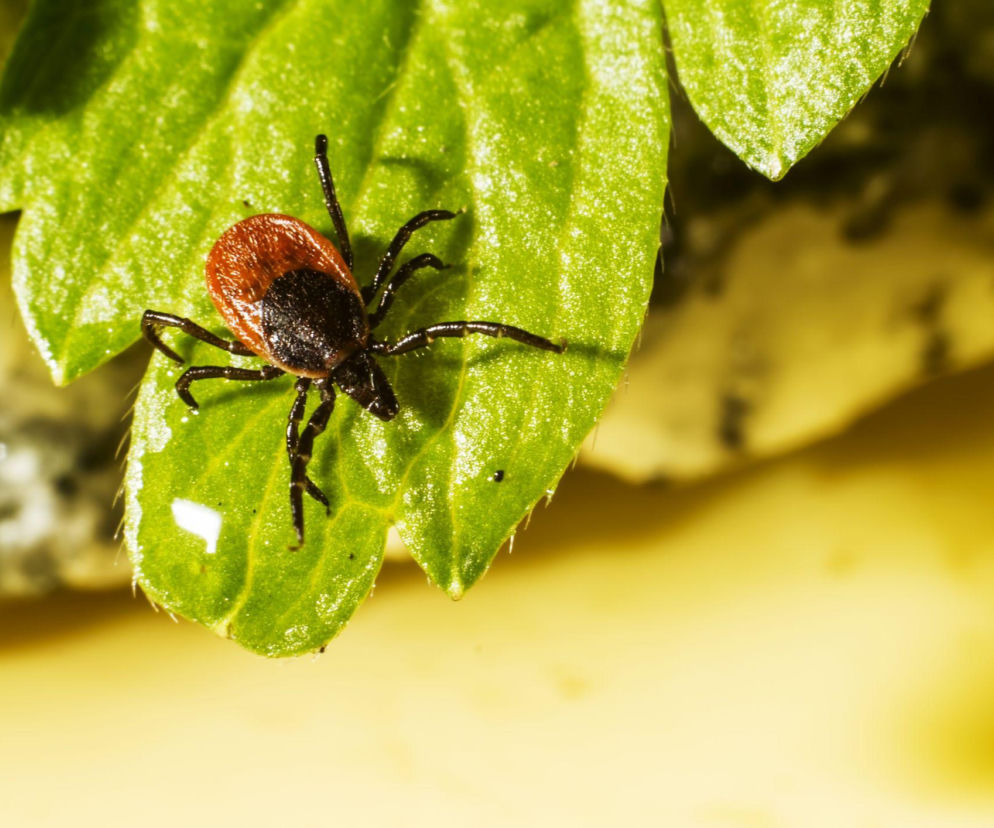Odrzuć kleszcze z naturą! Oto rośliny, których nie znoszą!
