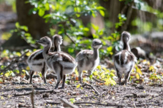 Zoo Łódź: na wybiegach można już zobaczyć młode!