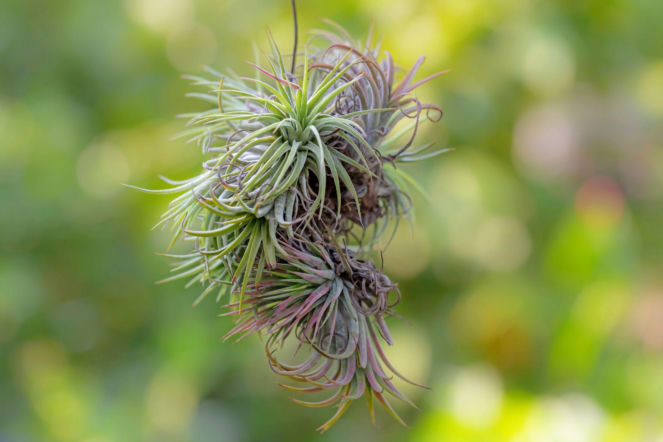 Tillandsia