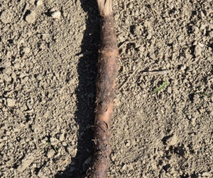 Wężymord to jedno z najbardziej niedocenianych warzyw w polskiej kuchni. Jest bogate w inulinę oraz cenne minerały