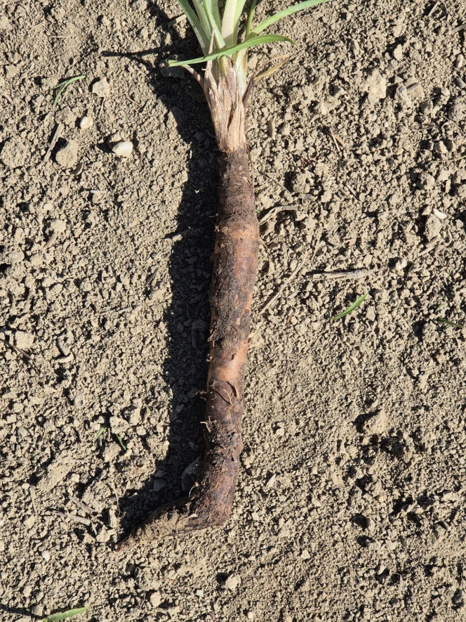 Wężymord to jedno z najbardziej niedocenianych warzyw w polskiej kuchni. Jest bogate w inulinę oraz cenne minerały