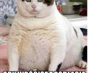 Najzabawniejsze memy o Podlasiu