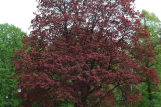 Klon pospolity ‘Faassen’s Black’ = klon zwyczajny ‘Faassen’s Black’ - Acer platanoides ‘Faassen’s Black’