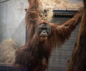Orangutany nowymi mieszkańcami łódzkiego Orientarium