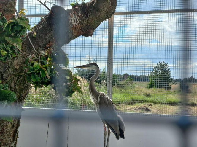 Dniami i nocami ratują dzikie zwierzęta. Niezwykłe miejsce w Spytkówkach w powiecie kościańskim