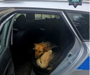 Zdezorientowane psy czekały przy trasie S3. Właścicielowi grożą surowe konsekwencje